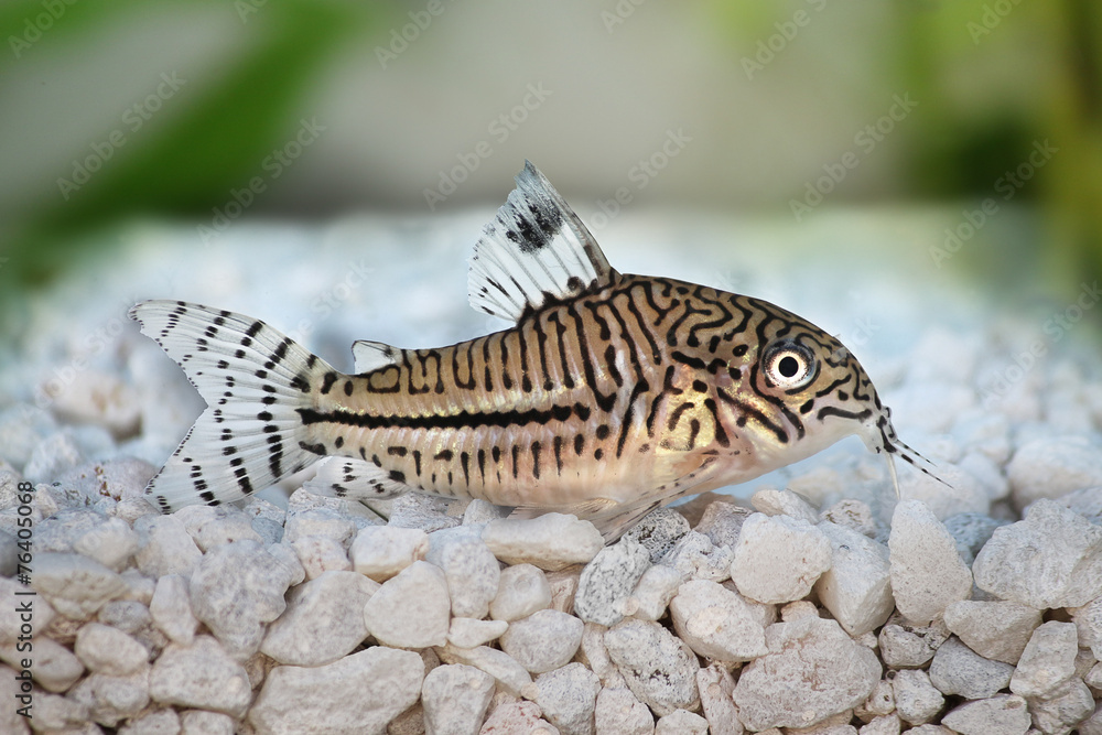 Leopard Cory Corydoras trilineatus catfish aquarium fish StockFoto