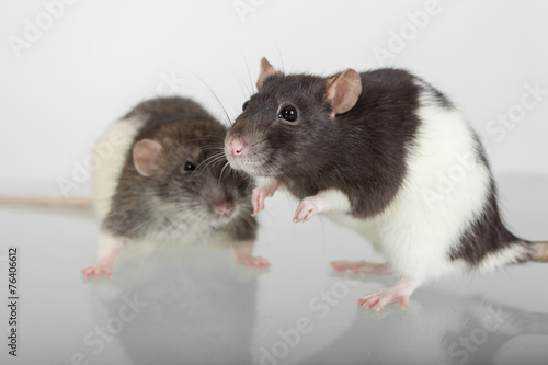 two rats closeup
