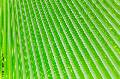 Lines and textures of Green Palm leaves   background