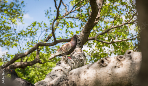 Pigeon perched on the tree branch , bird