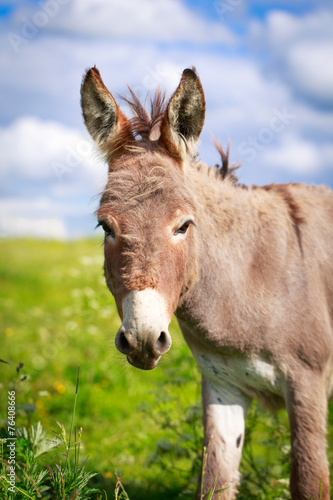 Grey donkey © DragoNika