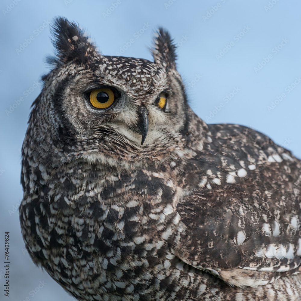 Eagle Owl Eagle Owl