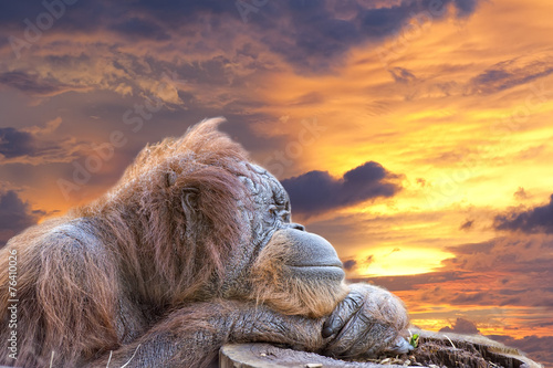 orangutan-zatroskany-losem-lasow-deszczowych