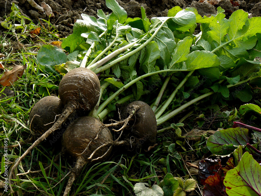 fresh harvested black radishes fresh harvested black radishes