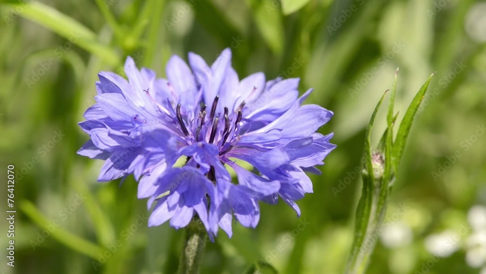 Blaue Kornblume Blaue Kornblume