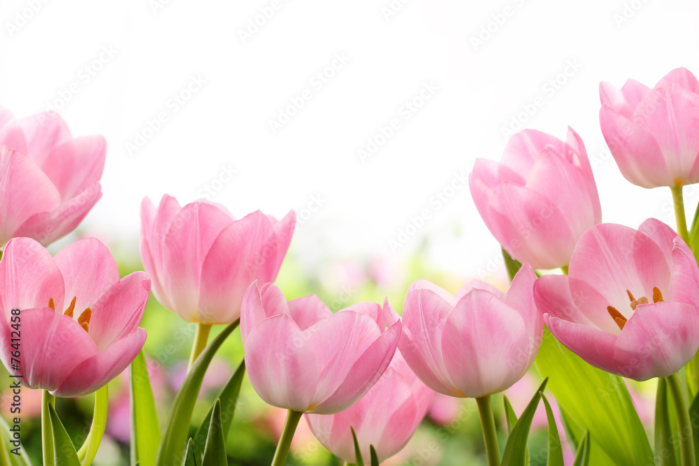 Fresh tulip flowers