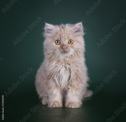 Fotografie young kitten on a colored background isolated