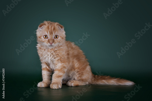 Obraz na plátně young kitten on a colored background isolated