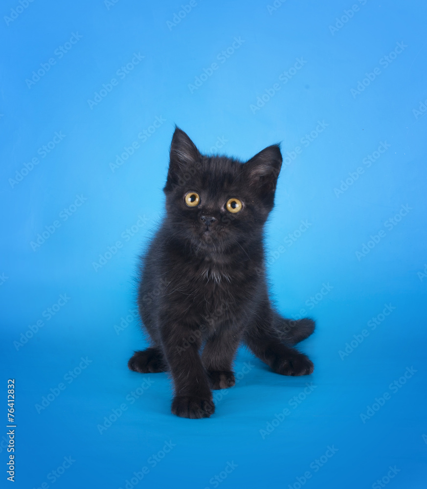 young kitten on a colored background isolated