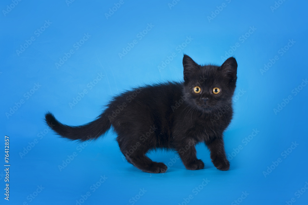 young kitten on a colored background isolated young kitten on a colored background isolated