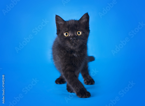 Photography young kitten on a colored background isolated