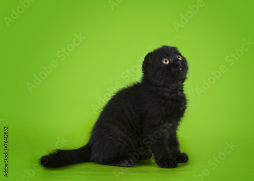 Photography young kitten on a colored background isolated
