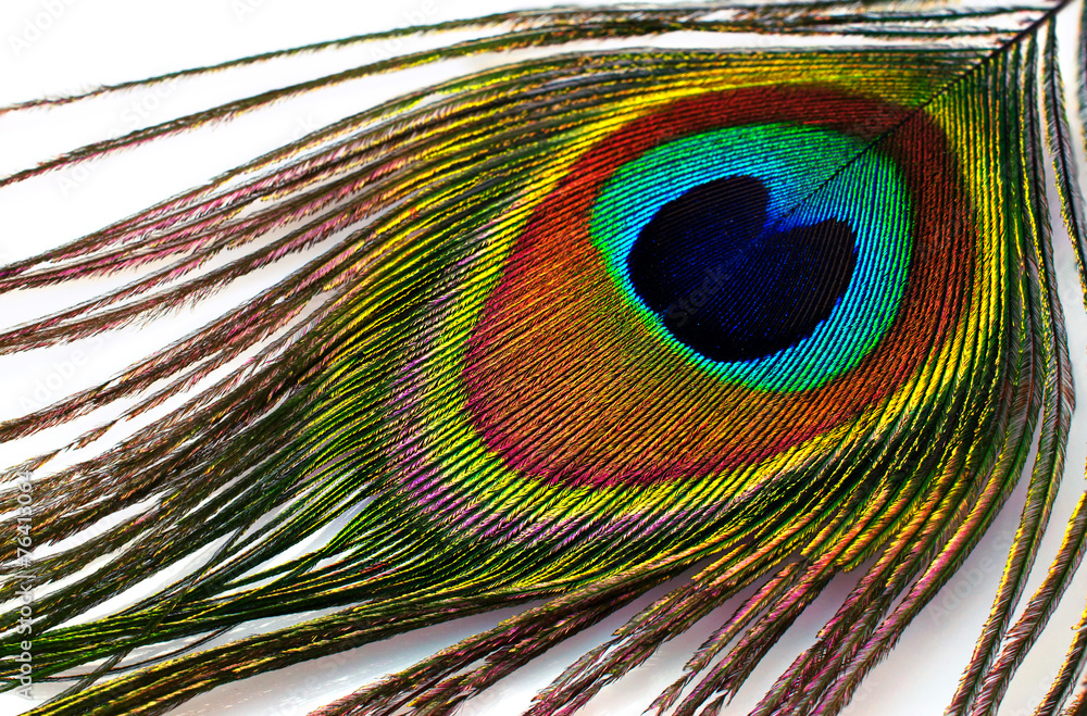 Obraz premium peacock plume close-up