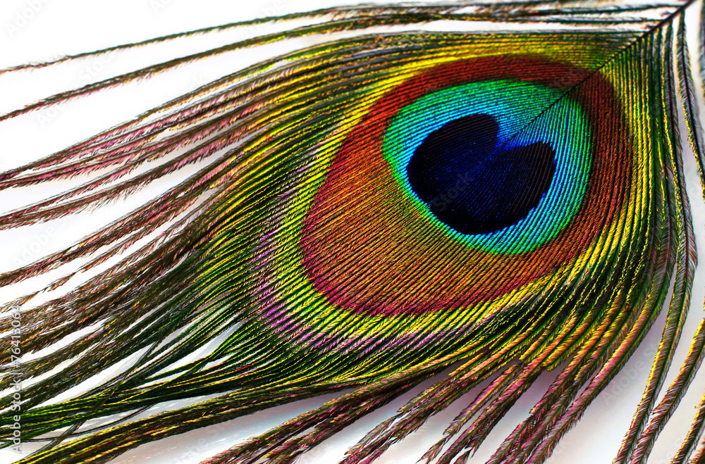 Fototapeta premium peacock plume close-up