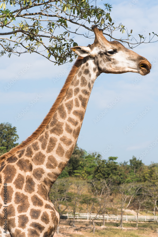 Fototapeta premium Giraffe