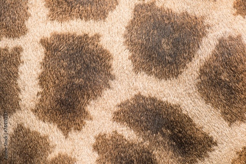 Close up of giraffe fur