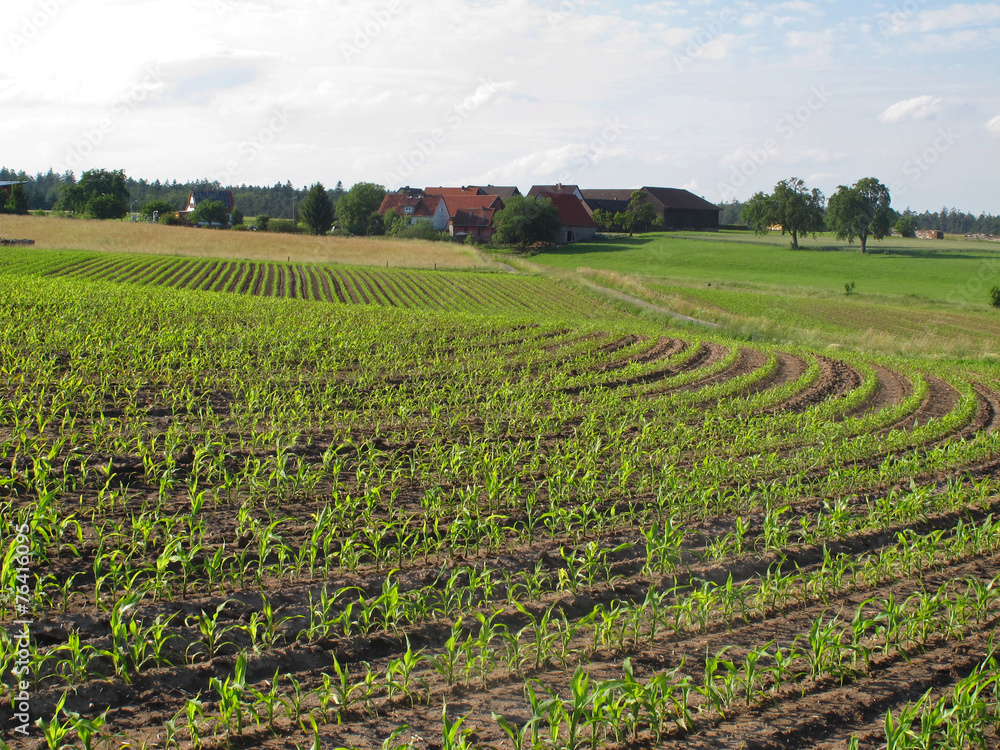 Obraz premium Maisfeld