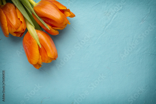 Fototapeta Naklejka Na Ścianę i Meble -  Tulip.