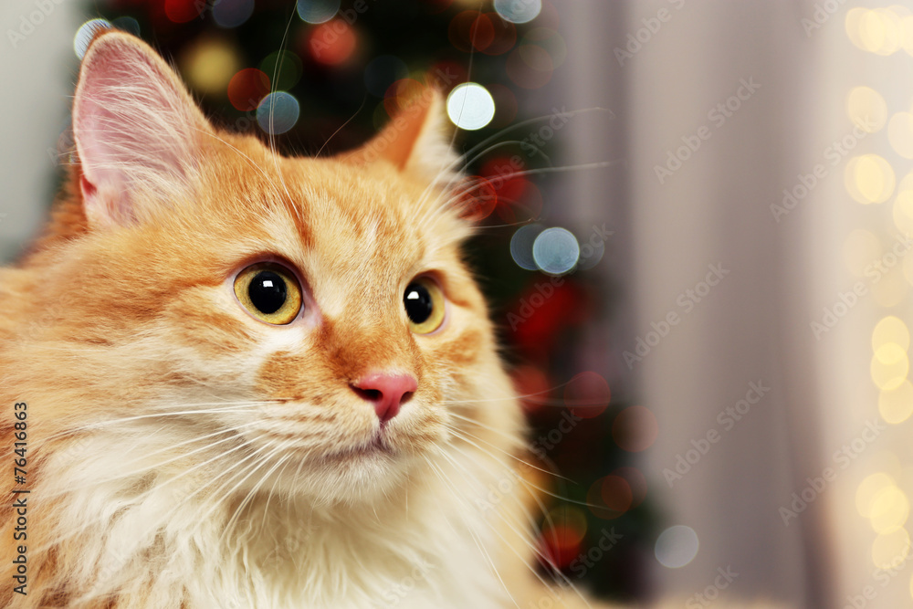 Lovable red cat on lights background