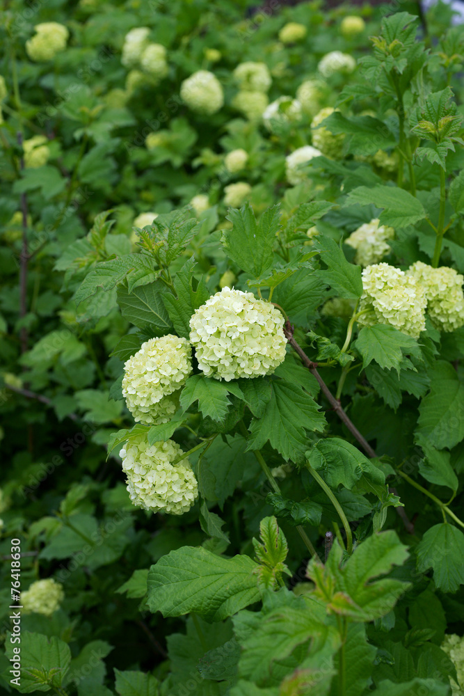 Viburnum opulus Roseum Viburnum opulus Roseum