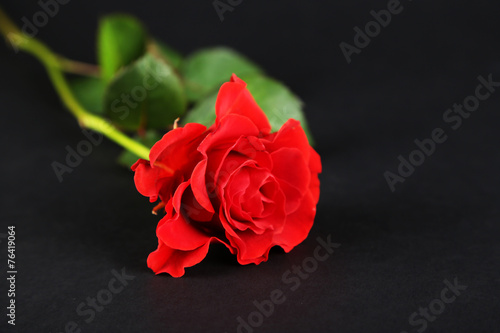 Single wonderful red rose on dark background