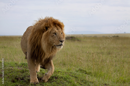 Fototapeta Naklejka Na Ścianę i Meble -  The most beautiful Lion of the Masai Mara