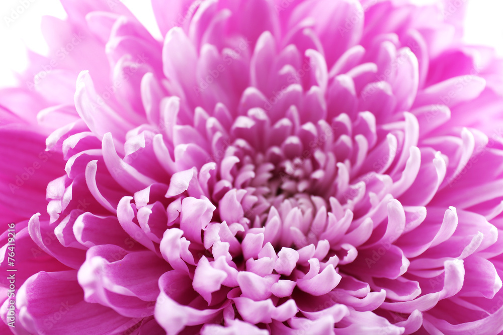 Beautiful chrysanthemum close-up Beautiful chrysanthemum close-up