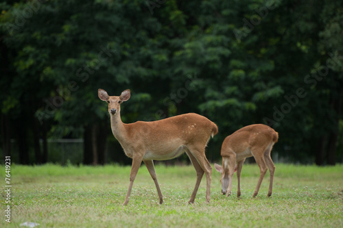 Fototapeta Naklejka Na Ścianę i Meble -  Eld's Deers in zoo
