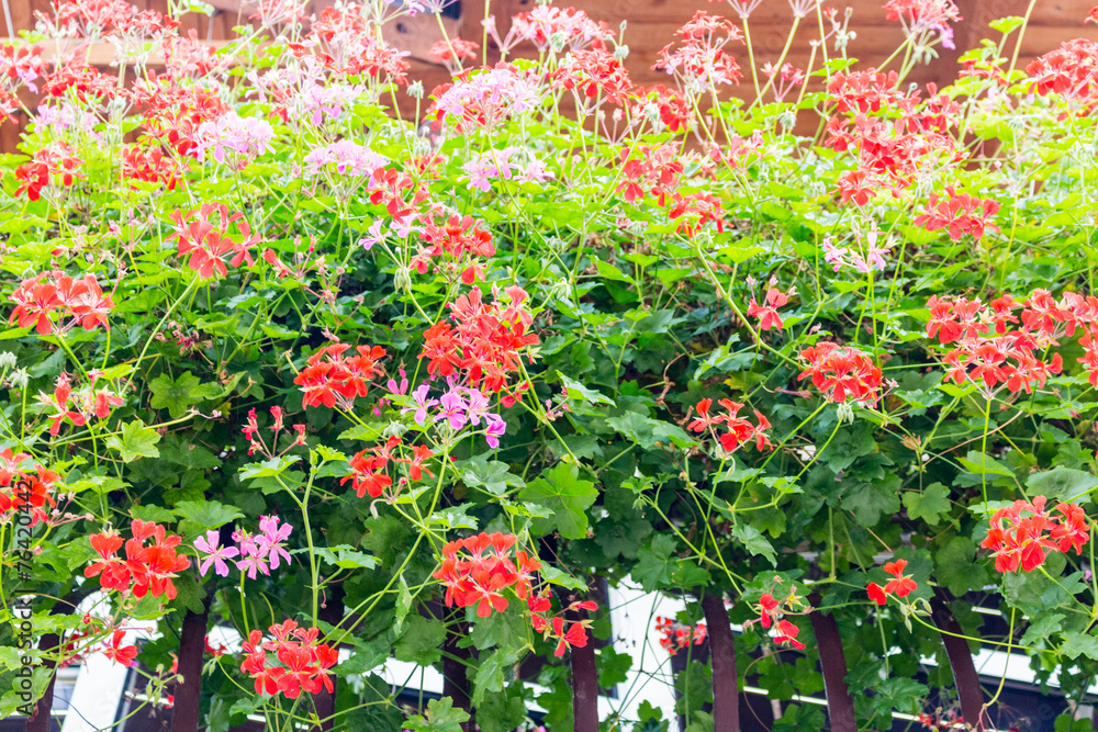 Red and pink geraniums