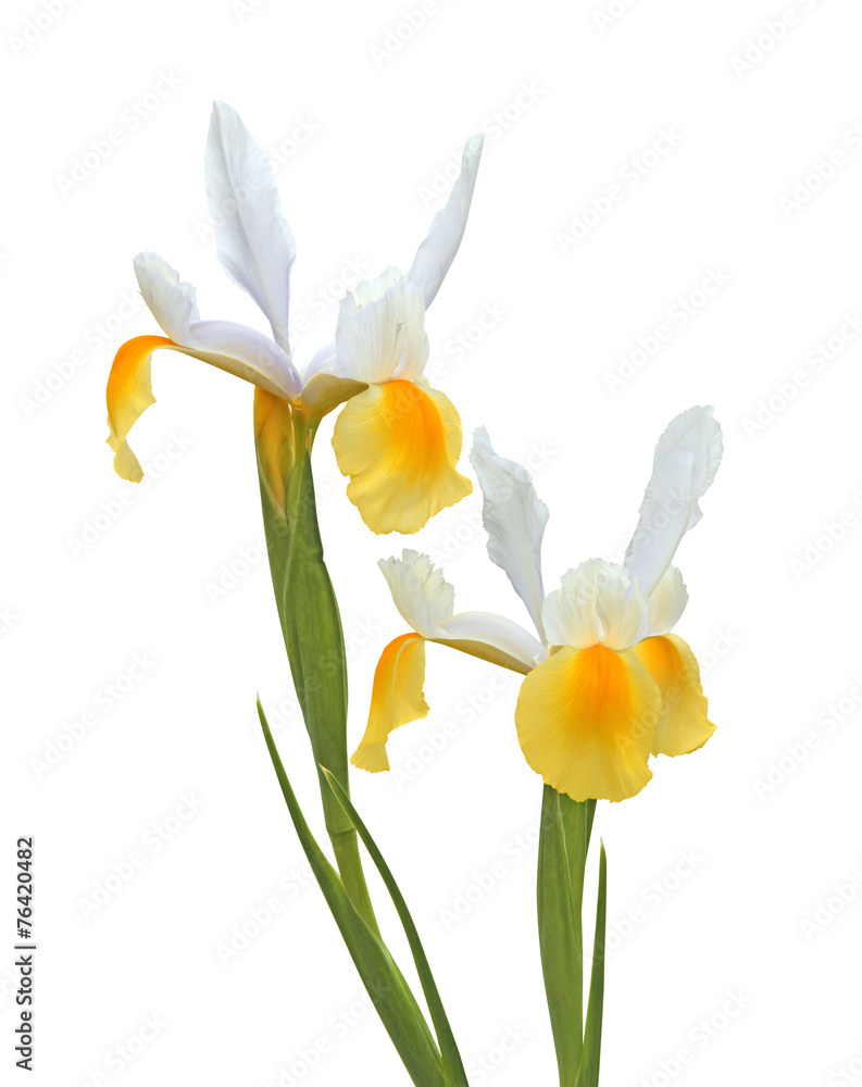 Fototapeta premium iris jaune de Hollande