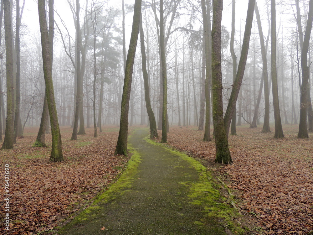 Fototapeta premium Pathway in the park covered with green moss