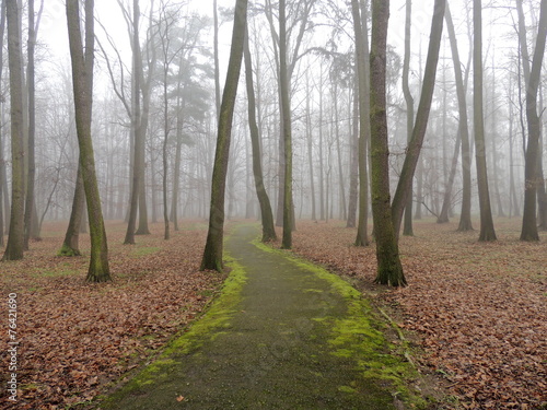 Pathway in the park covered with green moss