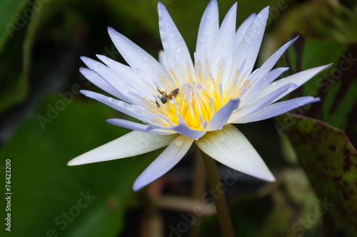 Beautiful lotus in the lotus garden