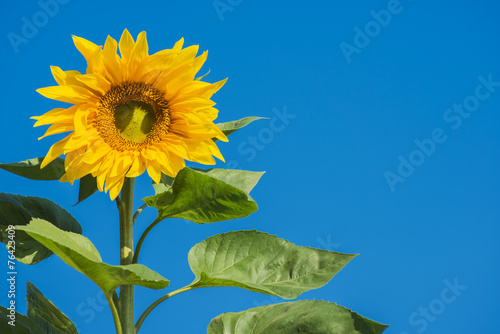 Fototapeta Naklejka Na Ścianę i Meble -  beautiful sunflower and blue sky ,Thailand