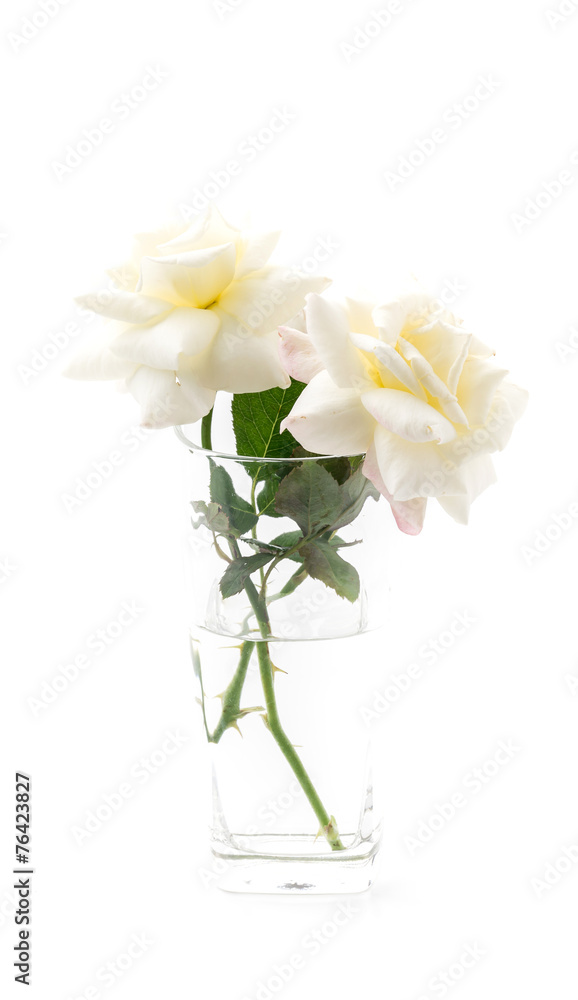 white rose on isolated background white rose on isolated background