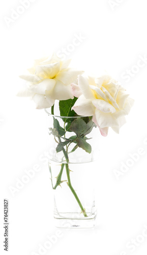 white rose on isolated background