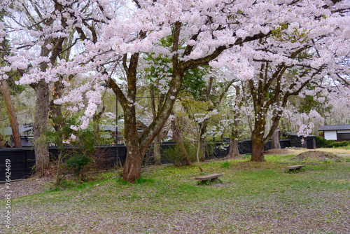 Shidarezakura (weeping cherries) of Bukeyashiki-dori in Senboku, photo