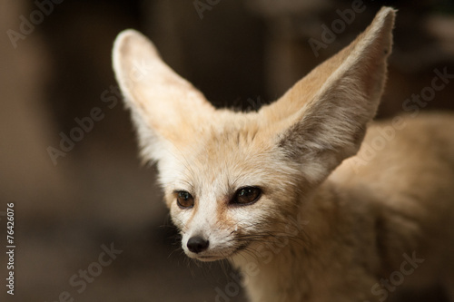 Bat-eared fox (Otocyon megalotis). © wildarun