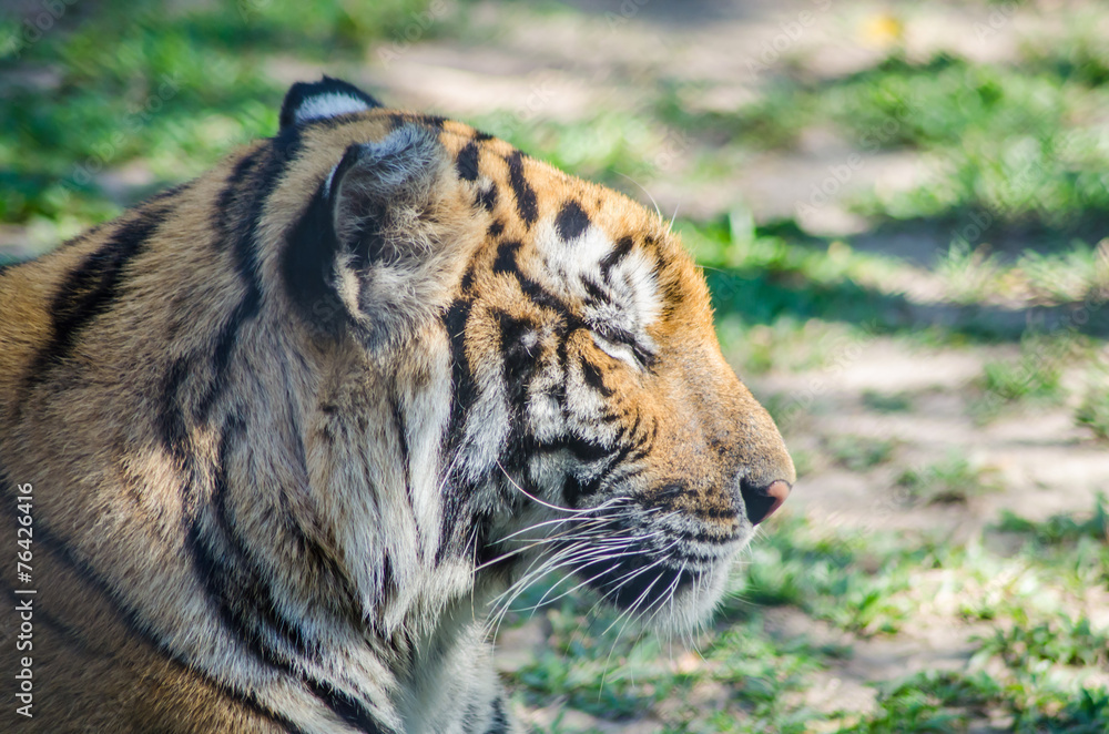 Obraz premium tiger