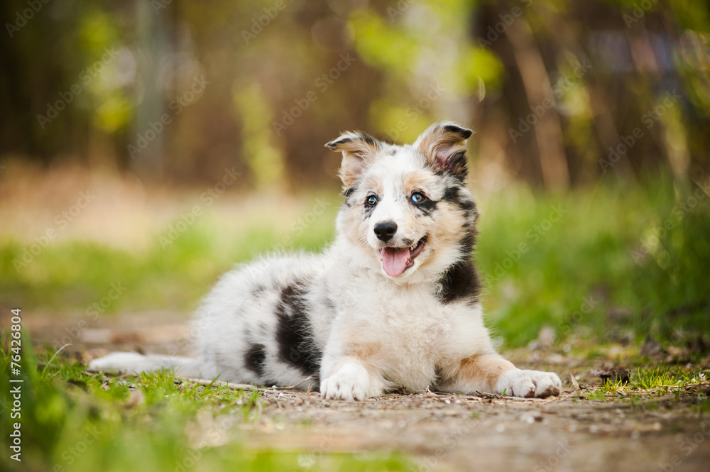 Pretty puppy border collie