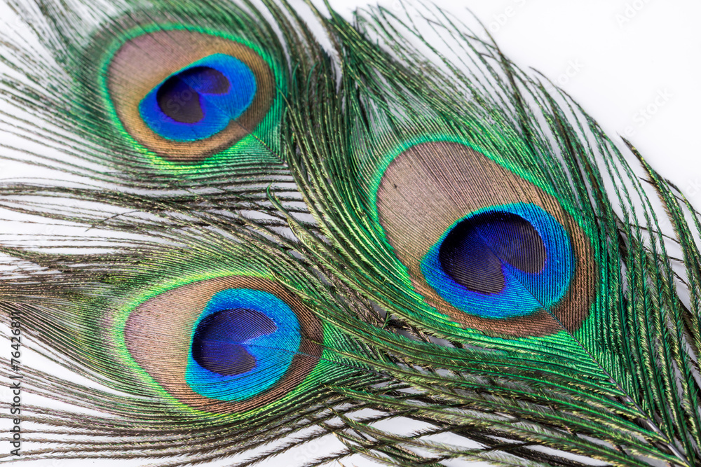 Naklejka premium Peacock feather