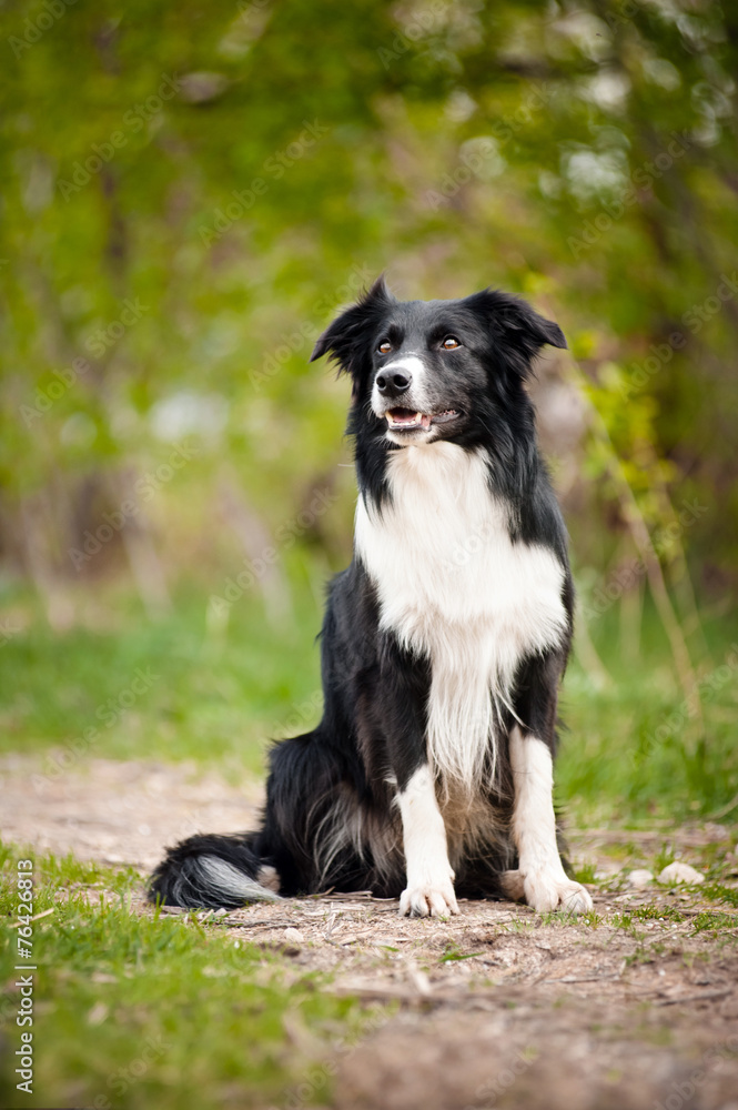 Young black and white border collie dog