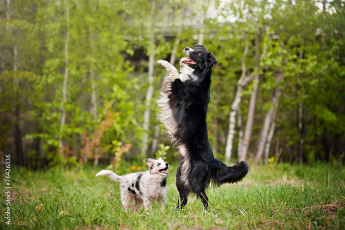 Old dog border collie and puppy playing photo