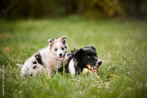 Old dog border collie and puppy playing