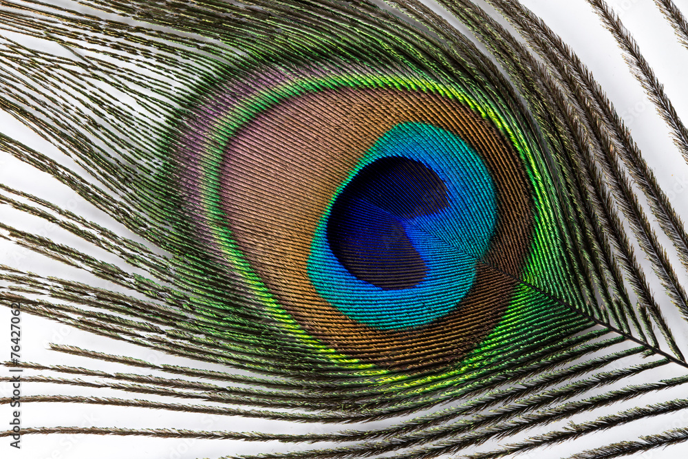 Obraz premium Peacock feather