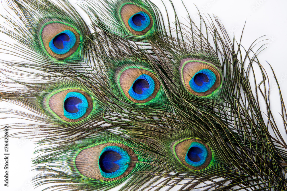 Obraz premium Peacock feather