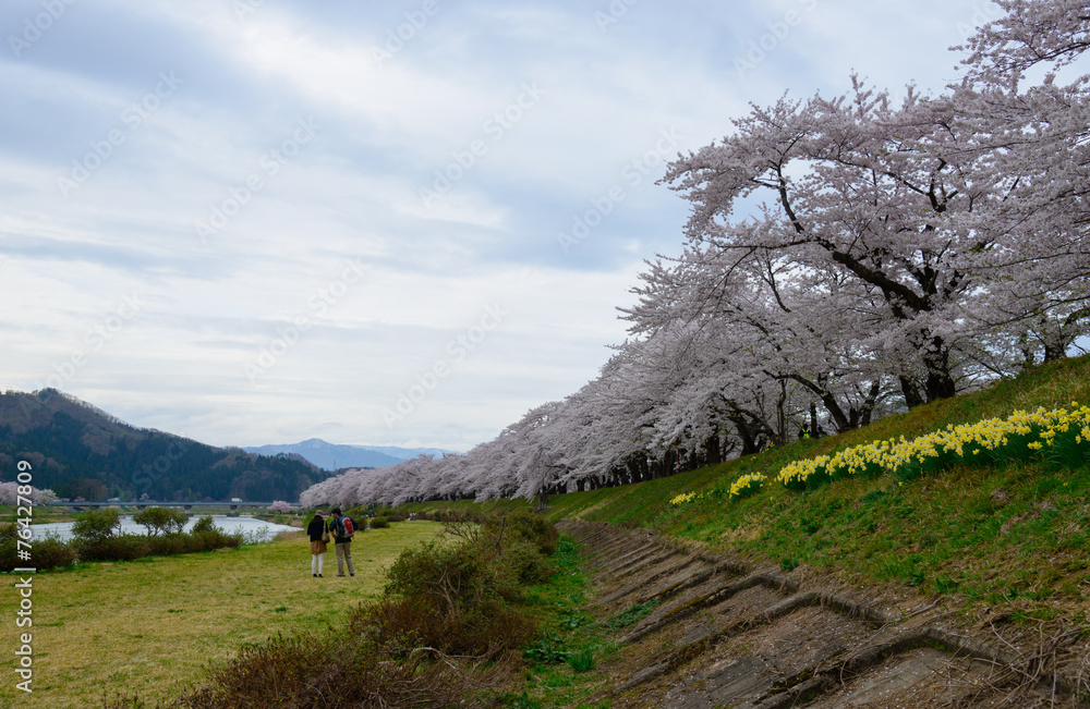 Cherry trees at river side of Hinokinai in Senboku, Akita, Japan Cherry trees at river side of Hinokinai in Senboku, Akita, Japan