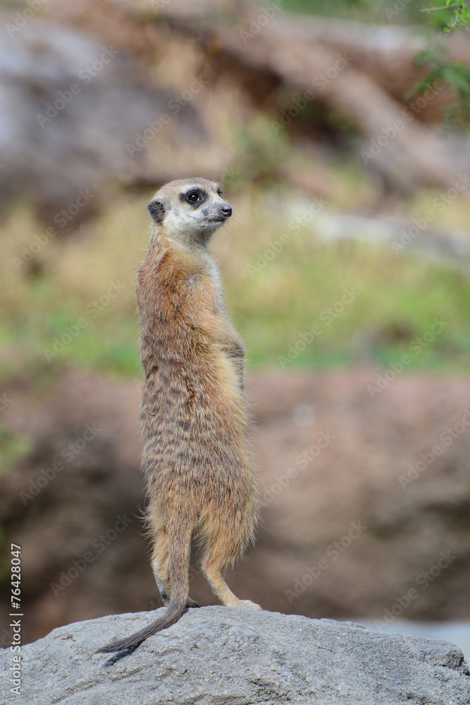 Fototapeta premium Suricata