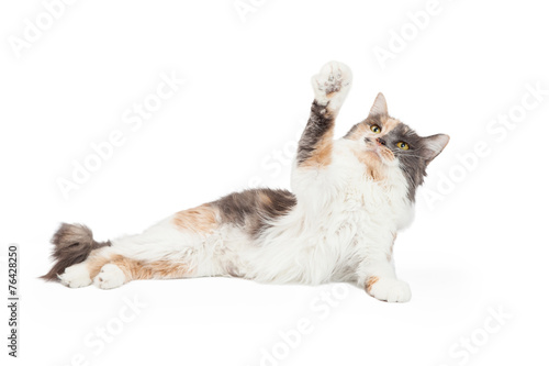Fototapeta Naklejka Na Ścianę i Meble -  Calico Cat With Arm Extended