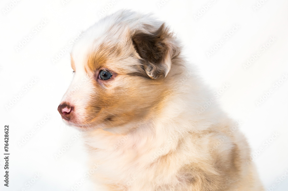 Red Merle Australian Shepherd puppy Red Merle Australian Shepherd puppy